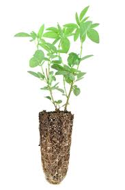 Image result for Dipcadi vaginatum