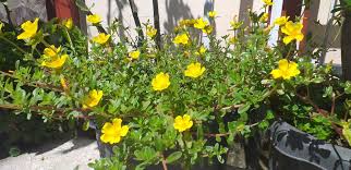 Pohon dogwood berbunga atas senarai ini tumbuhan musim bunga yang hebat. Moss Rose Alias Bunga Pukul Delapan Portulaca Agrandflora Hook Kompasiana Com