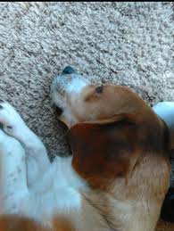 Our sweet boy Opie is Missing..Singleton Branch Road Wellington ky.off Dan  Ridge in Menifee County.Please contact us if you see him.He is a lemon and  white large beagle.606-768-2105.Please help us get him