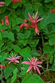 Image result for Passiflora sanguinolenta