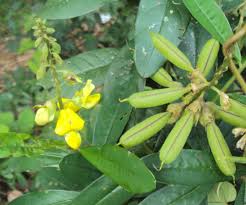 Image result for Crotalaria schliebenii