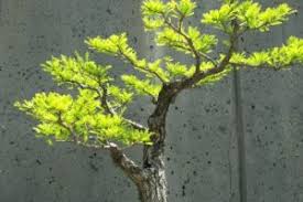 Bonsai, özel tekniklerle ağaçların saksılar içinde budanarak ve bodurlaştırarak büyütülmesi sanatıdır. Bonsai Agac Kac Yilda Buyur Tohumdan Yetisir Mi Bonsai Agaci