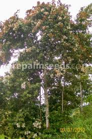 Image result for Cordia pilosissima