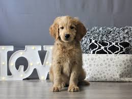We did not find results for: Goldendoodle Puppies Petland Carriage Place