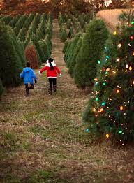 Pick Or Cut Your Own Christmas Tree Eckert S