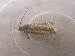 Image result for Cydia microgrammana