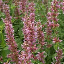 Plantes Vivaces Agastache Ayala Agastache En Vente Pepiniere Lepage