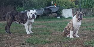 Rio bravo's blue odin, olde english bulldogges for sale, olde english bulldogs, english bulldogs, bulldogs for sale, puppies for sale. Pups For Sale Olde English Bulldogges Franklin County Nz Bulldogs Facebook