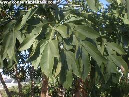 Image result for Cussonia corbisieri