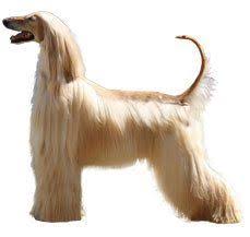 The breed is selectively bred for its unique features in the cold mountains of afghanistan. Afghan Hound Dog Breed Information Dogspot In