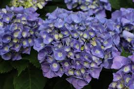 Image result for Hydrangea macrophylla bela obrázek