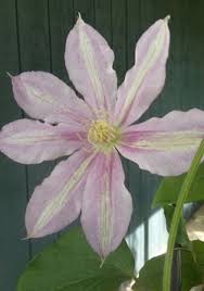 Maybe you would like to learn more about one of these? Https Www Sungazette Com Uncategorized 2017 06 Easy To Grow Clematis Come In 3 Major Types