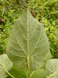 Image result for Dombeya torrida