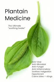 Malaysia yeild a list of ten most important antioxidant. 59 Malaysian Herbal Plants Ideas In 2021 Herbal Plants Plants Herbalism