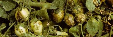 Image result for Alfalfa mosaic virus