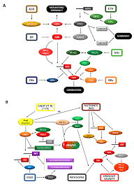 Maybe you would like to learn more about one of these? Plants Free Full Text An Updated Overview On The Regulation Of Seed Germination Html