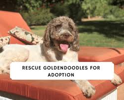 Search for a goldendoodle puppy or dog. Top 5 Rescue Goldendoodles For Adoption Puppies Retired We Love Doodles