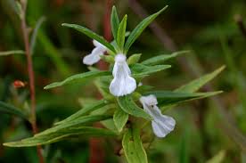 Image result for Leucas deflexa