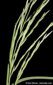 Image result for Leptochloa fusca