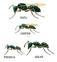Macam mana nak halau semut guna kulit telur? Wanita Kongsi Kaedah Hasilkan Spray D I Y Berkesan Halau Semut Semua Semua Semuanya