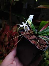 Image result for Aerangis kirkii