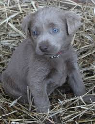 We did not find results for: Mobile Site Preview Lab Dogs Silver Lab Puppies Lab Puppies