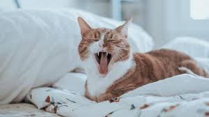 Mimpi digigit kucing di leher. Arti Mimpi Kucing Benarkah Pertanda Keberuntungan