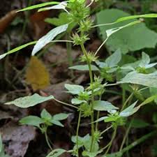 Image result for Acalypha pubiflora