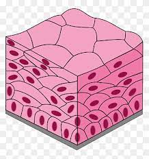 Stratified epithelial tissue has two or more layers of cells and is the most widespread tissue type lining interior organs and the body cavity. Stratified Png Images Pngwing