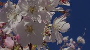 The flowering cherry trees typically don't yield any fruits. Flowering Cherry Massive Roots Youtube