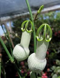 These cacti puns are adorable ways to ask someone out, or tell someone who loves plants and cacti in particular that you like them. Cacti And Succulents Id On This Stick Like Plant Please 1 By Kell