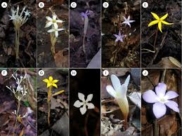 Image result for Voyria