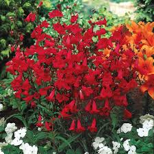 Spring Hill Nurseries Red Flowering Beardtongue Penstemon Live Bareroot Perennial Plant Red Flowers 1 Pack 99530 The Home Depot Perennials Perennial Plants Spring Hill Nursery