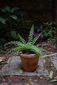 Image result for Adiantum incisum