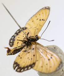 This is a study of a nude female back, though several stages of rotation and angles so that you can clearly see the interacting bones and muscles. In Butterfly Battle Of Sexes Males Deploy Chastity Belts But Females Fight Back Eurekalert Science News