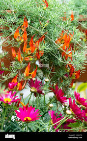 Image result for Lotus berthelotii