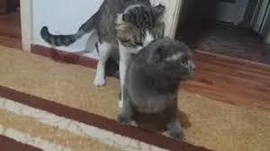 scottish ile tekir kedi ciflesmesi youtube