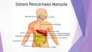 Sistem pencernaan manusia adalah sebuah sistem yang membantu manusia dalam mencerna makanan dan minuman yang dikonsumsinya menjadi zat yang lebih mudah dicerna oleh tubuh dan diambil berbagai kandungan di dalamnya yang berguna pada organ dalam dan bagian tubuh secara. Bab 2 Nutrisi Sistem Pencernaan