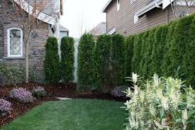 Looking for backyard privacy trees but aren't sure where to begin? New Tree Hedge In Front Yard Small Yard Landscaping Privacy Landscaping Landscaping Around Patio
