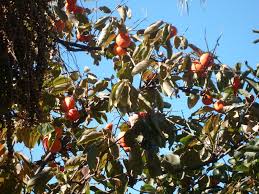 Maybe you would like to learn more about one of these? Fruit Trees Fruit Salad Tree Usa