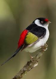 Ohio Bird Red Head Brown Body Pin De Ida Therrien Em Aves 1 Passaros Bonitos Pinturas De Passaros Passaros Coloridos