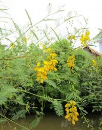 Image result for Sesbania notialis