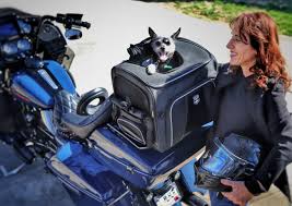 Best dog carriers for motorcycles: Riding On A Motorcycle With Your Dog Cycle World