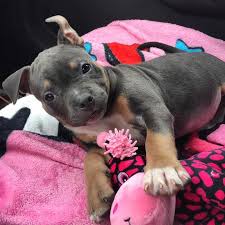 Exotic bully is a new breed that entered the doggie world in 2008. Caring For Your American Bully Bully King Magazine