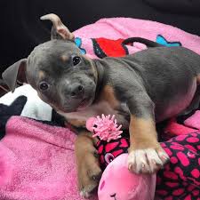 All colors and patterns are acceptable. Caring For Your American Bully Bully King Magazine