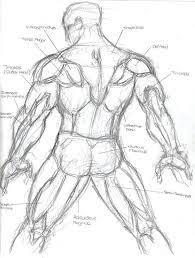 Anatomy of female muscular system back view drawing edv700014h. Pin On Art And Journaling