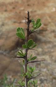 Image result for Gymnosporia maranguensis