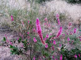 Image result for Geigeria schinzii