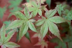 Thank you so much @mach5 for helping me refine this monster over the years! Acer Palmatum Shindeshojo Landscape Plants Oregon State University