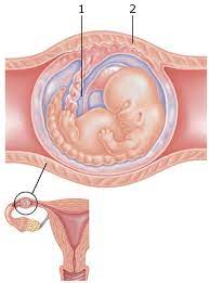 Learn about being 4 weeks pregnant. Parentune 6 Weeks 4 Days Pregnant Baby Fetal Size Weight Symptoms Advice Ultrasound